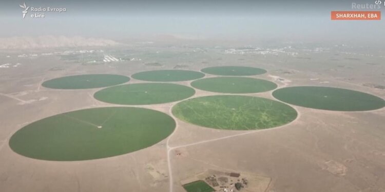 Emiratet mbjellin grurë në shkretëtirë