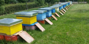 Ligj për bletarinë, kërkohet që çdo koshere të regjistrohet