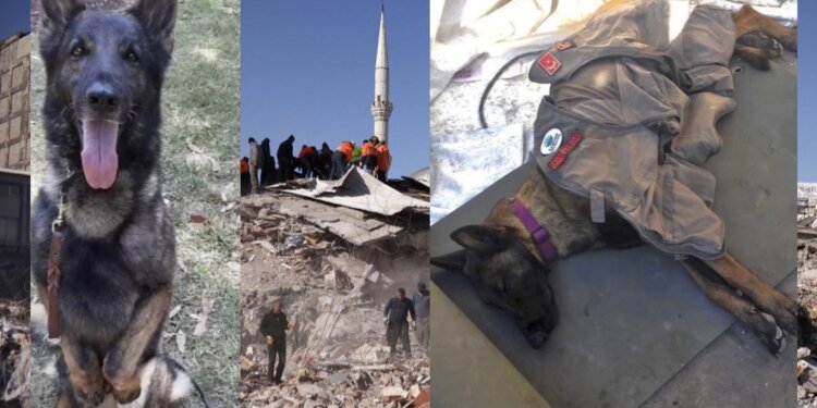 Ngordh qeni që shpëtoi më shumë se 10 njerëz nën rrënojat e tërmetit në Turqi