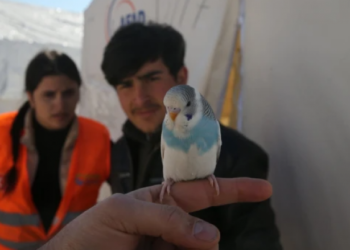 Një zog shpëtoi një familje të tërë nga tërmeti në Turqi, nisi të bënte tinguj të çuditshëm para se të ndodhnin lëkundjet!