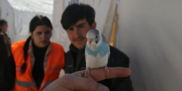 Një zog shpëtoi një familje të tërë nga tërmeti në Turqi, nisi të bënte tinguj të çuditshëm para se të ndodhnin lëkundjet!