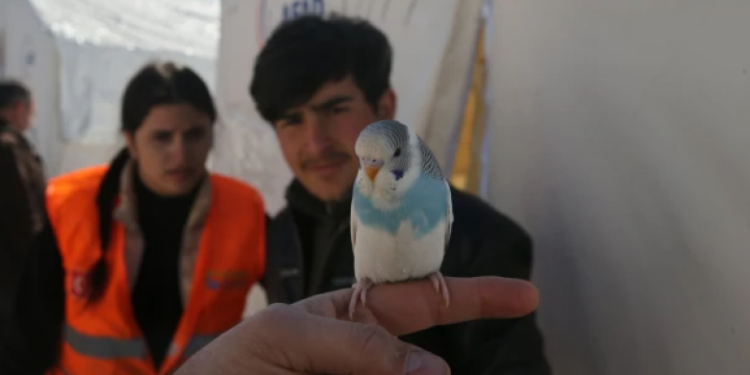 Një zog shpëtoi një familje të tërë nga tërmeti në Turqi, nisi të bënte tinguj të çuditshëm para se të ndodhnin lëkundjet!