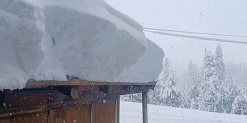 Çfarë do të ndodhte nëse nuk do të kishte më borë?