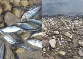 Ulje drastike e nivelit të ujit, peshqit ngordhin në Liqenin Akumulues në Mitrovicë