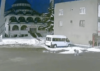 Kafshët e ndjejnë tërmetin para se të ndodhë? Shikoni këtë video në Turqi