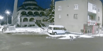 Kafshët e ndjejnë tërmetin para se të ndodhë? Shikoni këtë video në Turqi