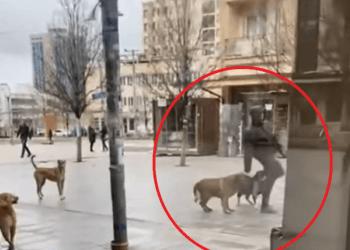 Momenti kur qytetari sulmohet nga qentë endacakë midis sheshit të Prishtinës