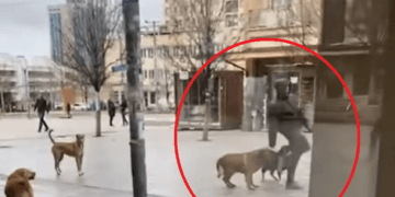 Momenti kur qytetari sulmohet nga qentë endacakë midis sheshit të Prishtinës