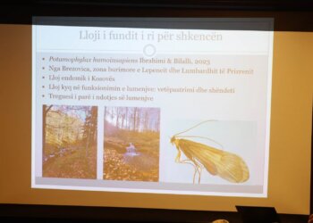 Prezantohet insekti i ri i zbuluar në Kosovë – këto janë veçoritë e tij