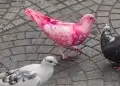Ngjyrosja e pëllumbave për të kuptuar gjininë e fëmijës, trendi që rrezikon shpendët arrin edhe në Ballkan