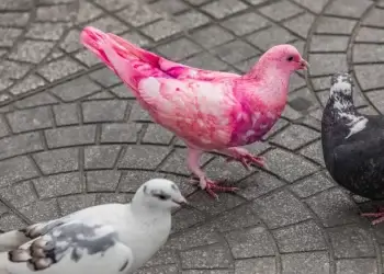 Ngjyrosja e pëllumbave për të kuptuar gjininë e fëmijës, trendi që rrezikon shpendët arrin edhe në Ballkan