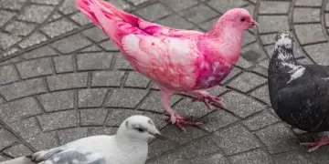 Ngjyrosja e pëllumbave për të kuptuar gjininë e fëmijës, trendi që rrezikon shpendët arrin edhe në Ballkan