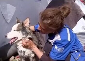Pa ushqim dhe pa ujë, qeni shpëtohet pas 23 ditësh nga rrënojat e tërmetit në Turqi!