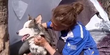 Pa ushqim dhe pa ujë, qeni shpëtohet pas 23 ditësh nga rrënojat e tërmetit në Turqi!