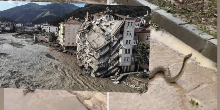 Gjarpërinjtë “pushtojnë” rrugët e qytetit pas përmbytjeve në Turqi