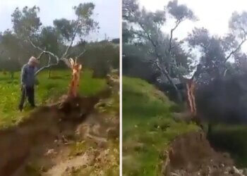 Linja e thyerjes nga tërmeti ndan pemën e ullirit përgjysmë