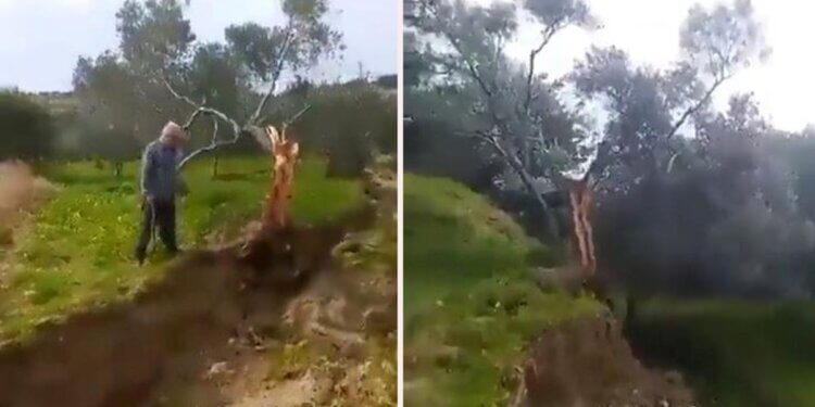 Linja e thyerjes nga tërmeti ndan pemën e ullirit përgjysmë