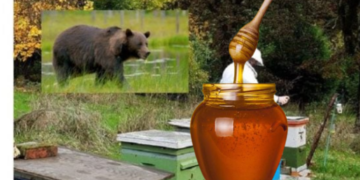 Arusha ha 3 mijë euro mjaltë në Marec të Prishtinës