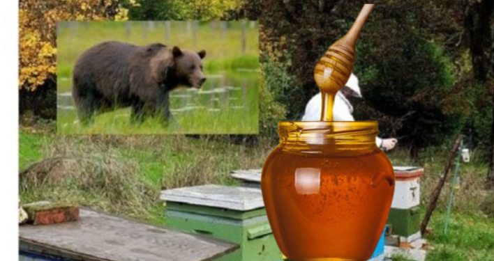 Arusha ha 3 mijë euro mjaltë në Marec të Prishtinës