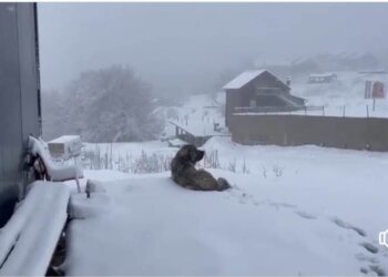 Edhe pse jemi në fund të Prillit, reshje të dendura bore kanë përfshirë Malet e Sharrit!