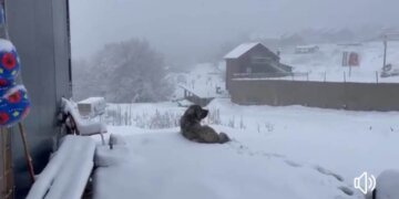 Edhe pse jemi në fund të Prillit, reshje të dendura bore kanë përfshirë Malet e Sharrit!