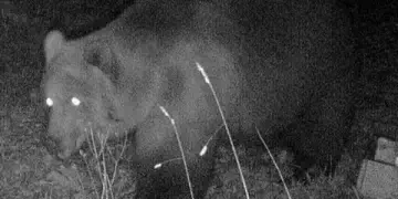 Një djalë po vraponte në pyll, e vret ariu