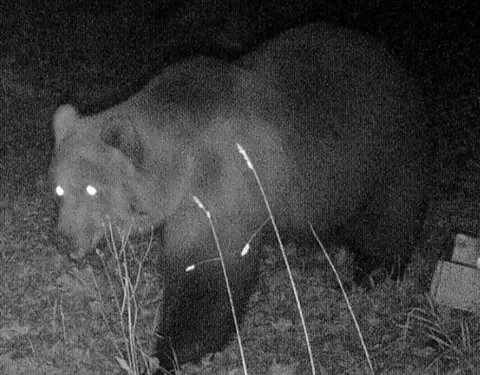 Një djalë po vraponte në pyll, e vret ariu