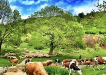 Studimi: Fëmijët e fshatit rriten më shumë dhe më shëndetshëm se fëmijët e qytetit!