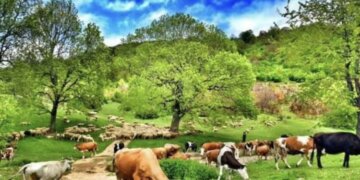 Studimi: Fëmijët e fshatit rriten më shumë dhe më shëndetshëm se fëmijët e qytetit!