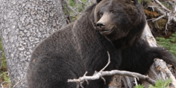 Ariu vret një 26-vjeçar në Itali!