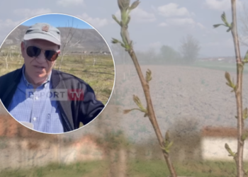 Kosovari lë SHBA-në për Lezhën, mbjell 100 hektarë tokë me arrën më të kërkuar në botë