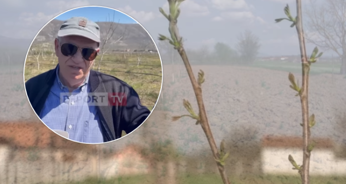 Kosovari lë SHBA-në për Lezhën, mbjell 100 hektarë tokë me arrën më të kërkuar në botë