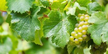 Vlerat dhe përdorimet e panjohura të gjetheve të rrushit