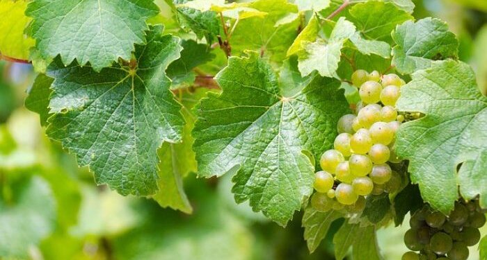 Vlerat dhe përdorimet e panjohura të gjetheve të rrushit