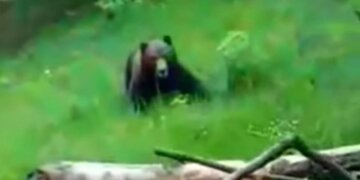 Ariu i vërsulet një personi në Prizren, teksa po e incizonte