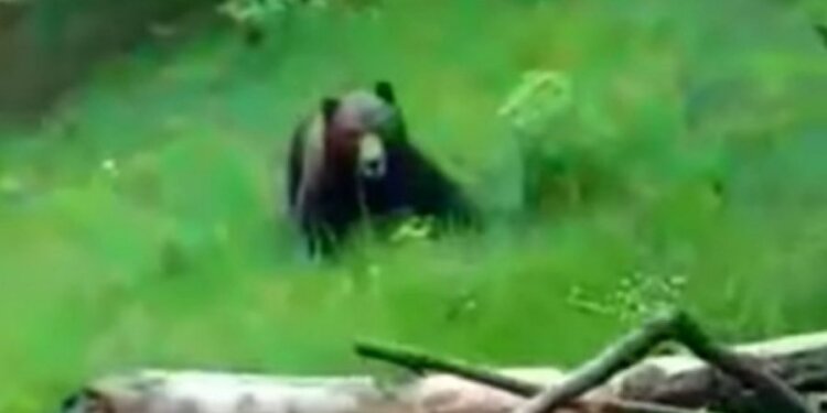 Ariu i vërsulet një personi në Prizren, teksa po e incizonte