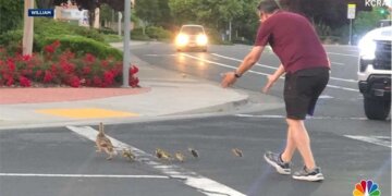 Po ndihmonte rosat të kalonin rrugën, burri goditet për vdekje nga automjeti