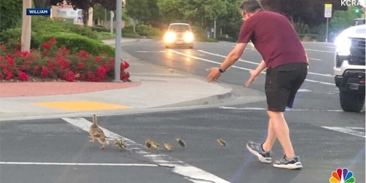 Po ndihmonte rosat të kalonin rrugën, burri goditet për vdekje nga automjeti