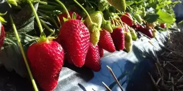 Kompania kosovare  s’gjen punëtorë për t’i vjelë dredhëzat, ua jep falas qytetarëve