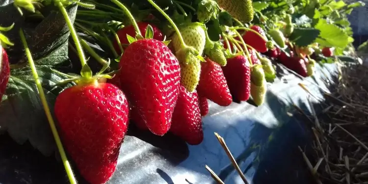 Kompania kosovare  s’gjen punëtorë për t’i vjelë dredhëzat, ua jep falas qytetarëve