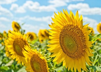 Fillon vera meteorologjike