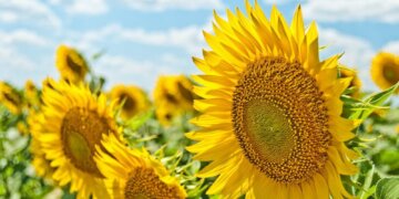 Fillon vera meteorologjike