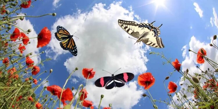 Nesër mot i këndshëm dhe me diell!