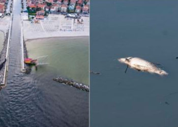 Peshq të ngordhur dhe një “njollë” e zezë në Adriatik, pasojat e përmbytjeve katastrofike në qytetin italian