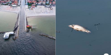 Peshq të ngordhur dhe një “njollë” e zezë në Adriatik, pasojat e përmbytjeve katastrofike në qytetin italian