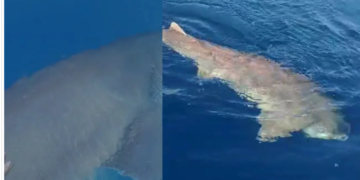 Peshkaqeni “gjigant”, filmohet në ujërat e Majorkës, në Spanjë