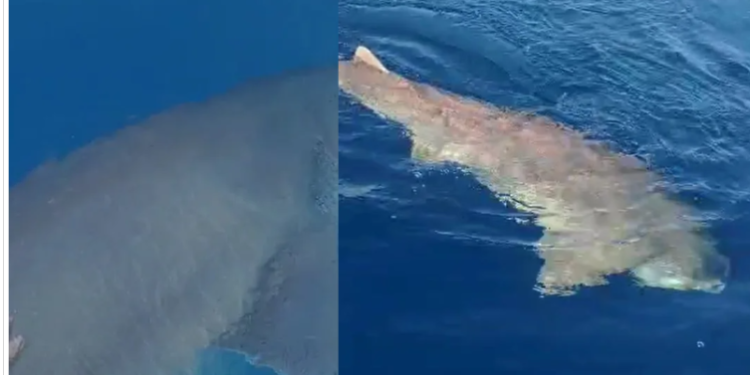 Peshkaqeni “gjigant”, filmohet në ujërat e Majorkës, në Spanjë