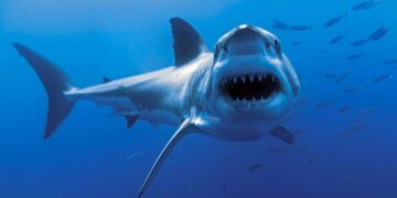 Në cilat dete dhe oqeane gjenden peshkaqenët