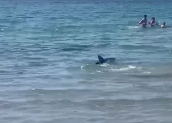 Video/ Peshkaqeni i tmerron në det, njerëzit mes frikës dhe panikut përpiqen të dalin në breg!