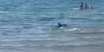 Video/ Peshkaqeni i tmerron në det, njerëzit mes frikës dhe panikut përpiqen të dalin në breg!